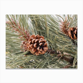 Pine Cone Branch Canvas Print