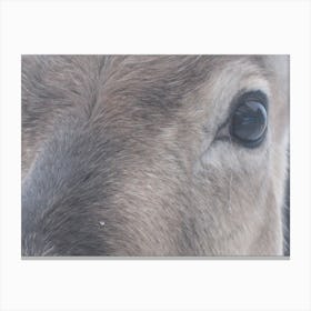 Eye to eye, the look of a reindeer Canvas Print