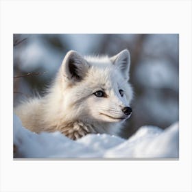 Arctic Fox 6 Canvas Print