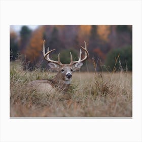 Whitetail Deer Canvas Print