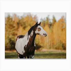 Paint Horse In Autumn Canvas Print