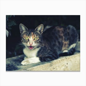 Cat Sitting On A Wall Canvas Print