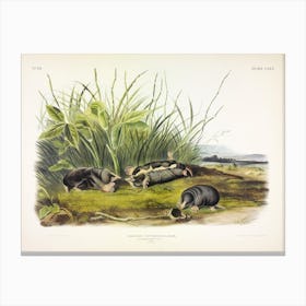 Townsend'S Shrew Mole, John James Audubon Canvas Print
