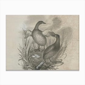 Two Ducks In A Nest 1 Canvas Print