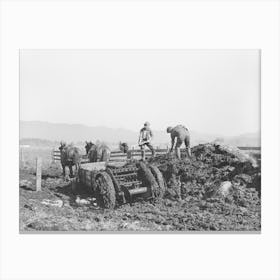 Untitled Photo, Possibly Related To Hauling Out Manure From Cow Lot Onto Dairy Farm, Tillamook County, Oregon Canvas Print