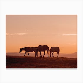 Three Horse Sunset Canvas Print