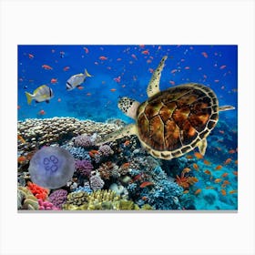 Sea Turtle In The Red Sea Canvas Print