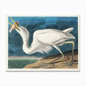 Great White Heron, Birds Of America, John James Audubon Canvas Print