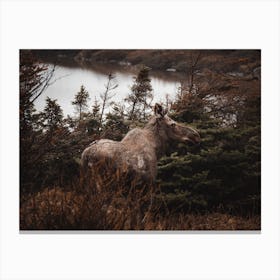 Moose In The Brush Canvas Print