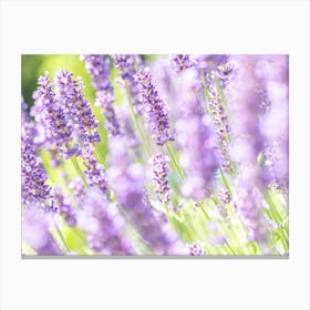 French Lavender Fields Canvas Print