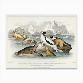 Collection Of Various Seals, Oliver Goldsmith Canvas Print