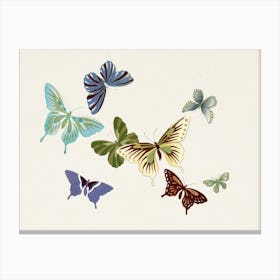 Japanese Butterfly, Cho Senshu (8) Canvas Print