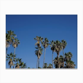 Palm Trees And Blue Skies Canvas Print