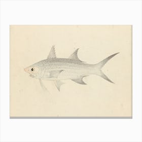 Binney Number One (A Fish), Luigi Balugan Canvas Print