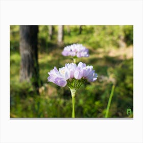 Purple Flowers In The Forest 20210508 29pub Canvas Print