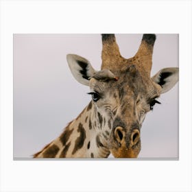 Giraffe With Bird Masai Mara Kenya Canvas Print