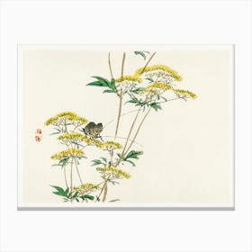 Flannel Flower (Actinotus Helianthi), Kōno Bairei Canvas Print