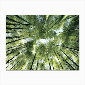 Bamboo Grove Canvas Print