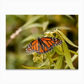 Monarch Butterfly In The Prairie Canvas Print