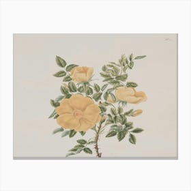 Yellow Roses 1 Canvas Print