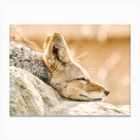 Sleeping Coyote Canvas Print