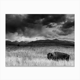 Colorado Bison Canvas Print