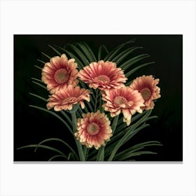 Gerberas Canvas Print