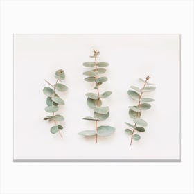 Eucalyptus Branches Canvas Print