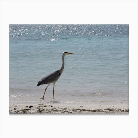 Heron On The Beach 2 Canvas Print