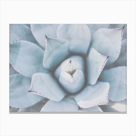 Blue Agave Succulent Canvas Print