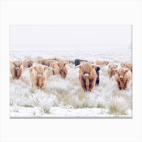 Highland Cows In Snowy Field Canvas Print