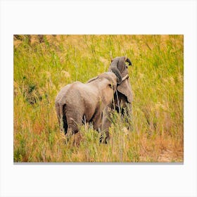 Elephants In The Grass Canvas Print