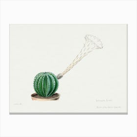 Easter Lily Cactus, Familie Der Cacteen Canvas Print