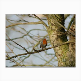 Robin in the Garden Canvas Print