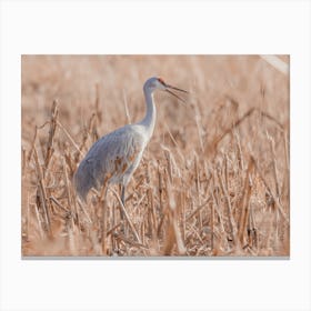 Sandhill Crane In Swamp Canvas Print