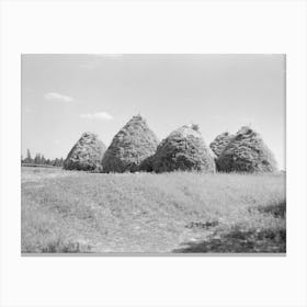 Method Of Stacking Hay, Northcentral Minnesota By Russell Lee Canvas Print