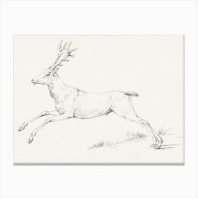 Jumping Deer, Jean Bernard Canvas Print