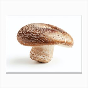 Mushroom Isolated On White Canvas Print