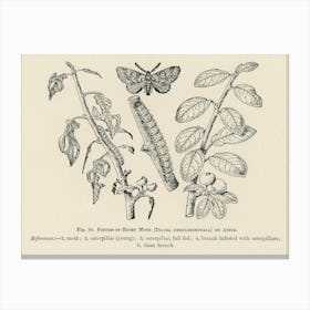 Vintage Illustration Of Moth, John Wright Canvas Print