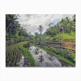 Rice Terraces In Bali Canvas Print