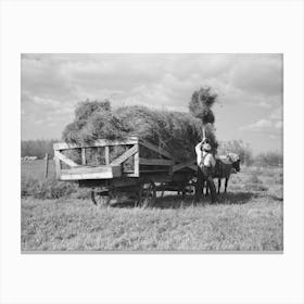 J W Panchot Pitching Alfalfa Hay On Farm Near Northome, Minnesota By Russell Lee Canvas Print