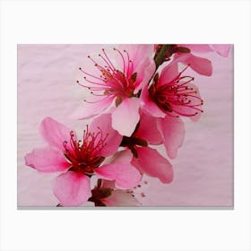 Pink Peach Blossom 2 Canvas Print