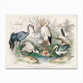 Common Crane, White Stork, Gigantic Crane, Common Heron, And Little Egret, Oliver Goldsmith Canvas Print