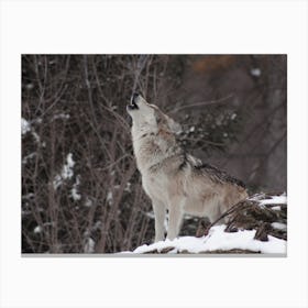 Howling Wolf View Canvas Print