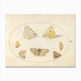 Five Butterflies and Two Chrysalides (c. 1575-1580), Joris Hoefnagel Canvas Print