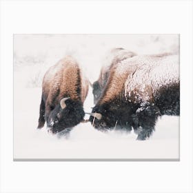 Winter Bison Battle Canvas Print