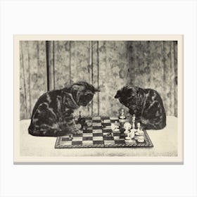 Chess Playing Kittens Photograph, Sarah J Eddy Canvas Print