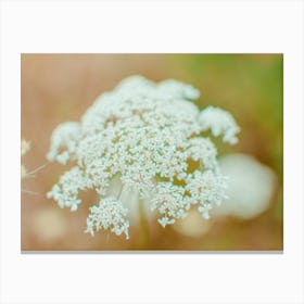 White Daisy Flower Canvas Print