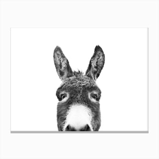 Hello Donkey Canvas Print