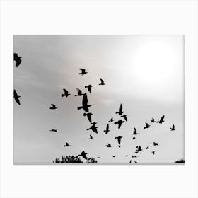 Silhouettes Of Flying Pigeons In The Skies Canvas Print